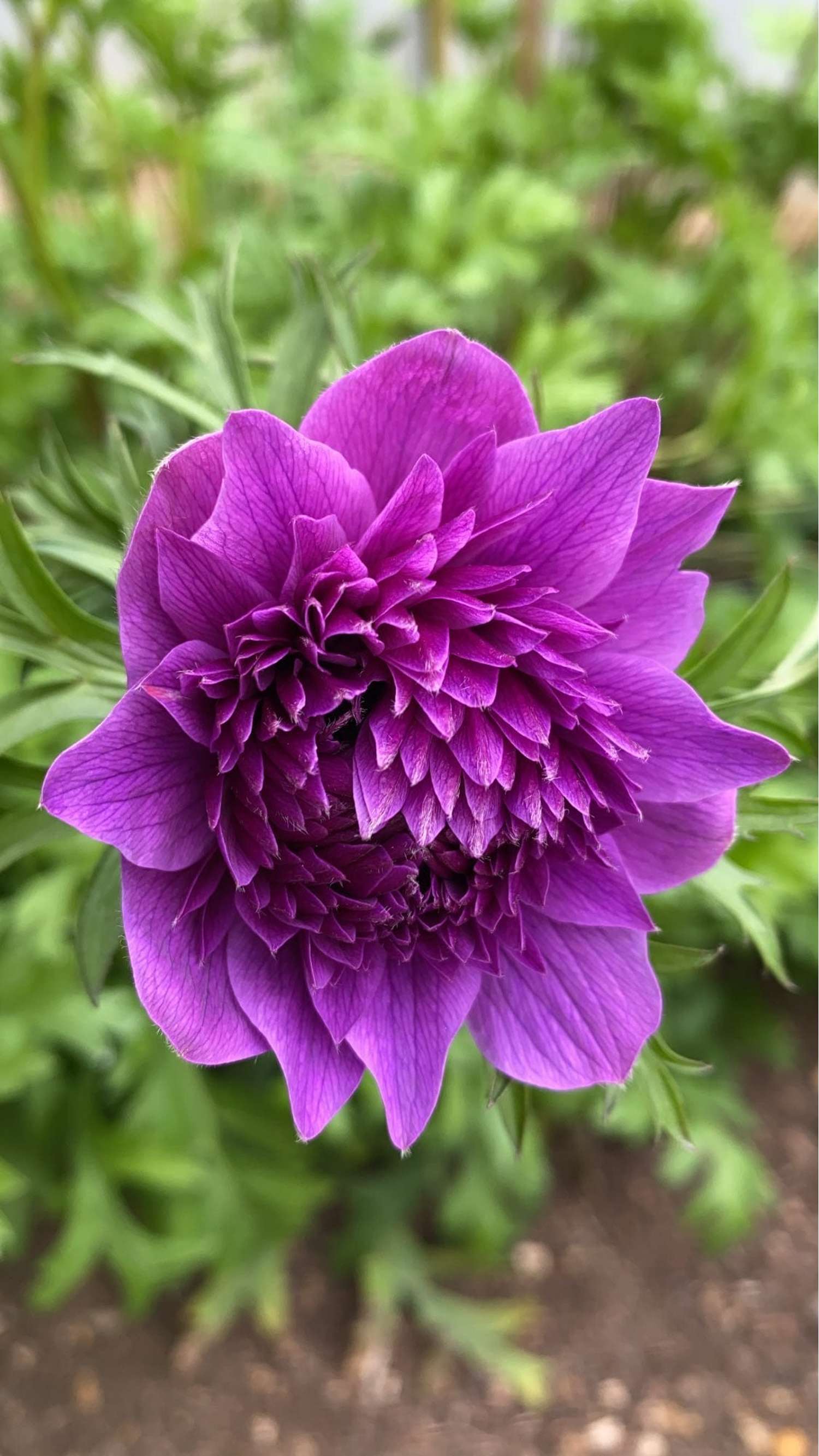 Anémone 'Fullstar Pink'